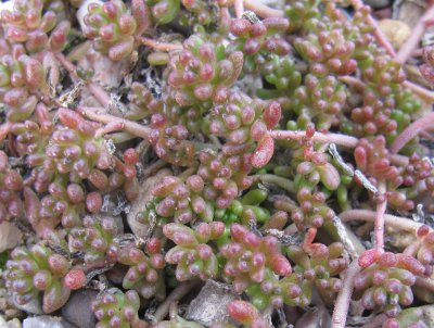 Sedum album 'Coral Carpet'